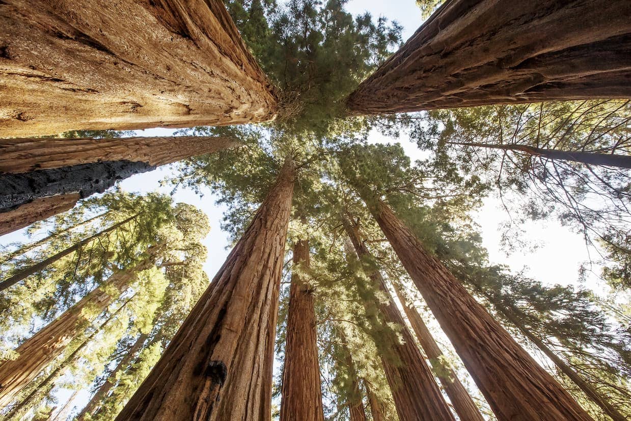 sequoia national park usa conseil1